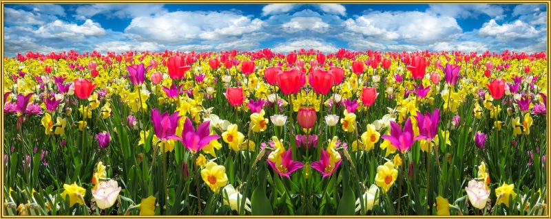 multi Colored, land, freshness, colorful, cloud - sky, banner, pink, flyers, Blossom, Flowers, plant, flower Head, gold frame, grass, flowerbed, growth