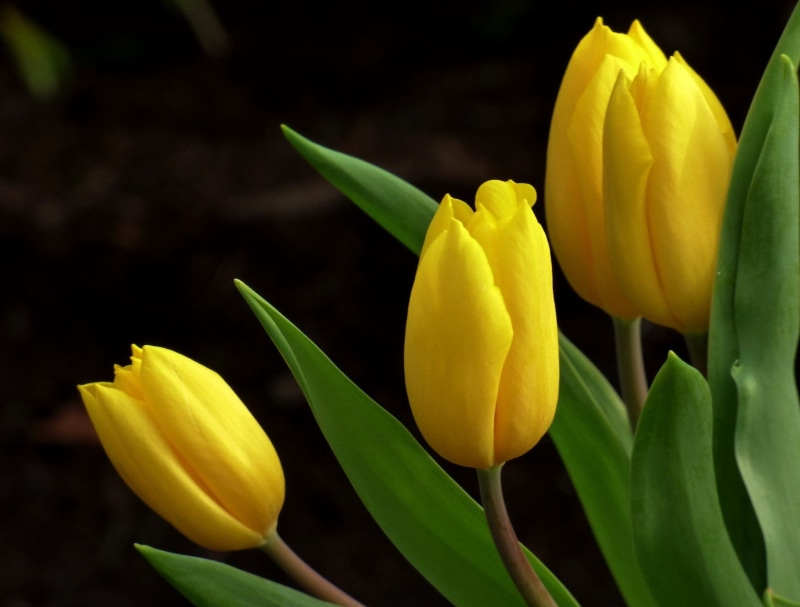 yellow  Spring, petal, close-up, Blume, yellow, plant, springtime, flower Head, Gelb, Frühling, Flower, beauty In Nature, 720P, tulip, three, nature, tulips