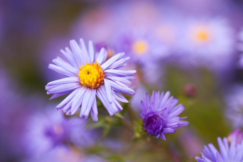 Flower, lila, geo, aperture, f/2.8, photography, nikon corporation, focus, lens, beauty In Nature, summer, Blumen, fleurs, 105 mm, nature, daisy, close-up