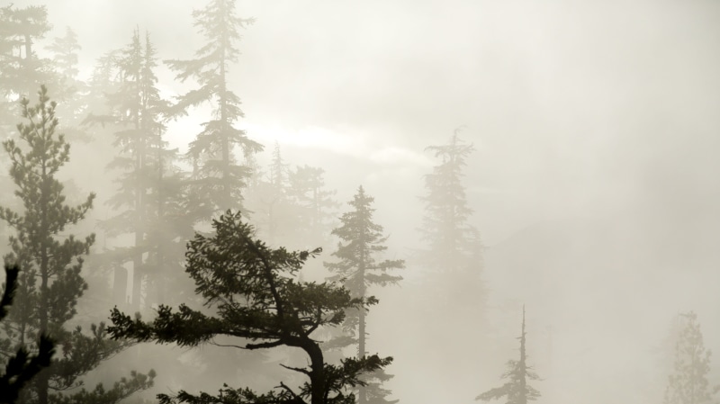 day, fog, coniferous tree, shaddow, canada, tranquil scene, vancouver, idyllic, growth, land, no people, squamish, sky, tranquility, british columbia, nature