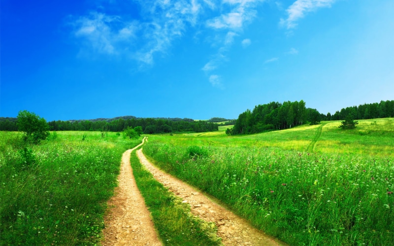environment, rural Scene, plant, day, nature, summer, tree, landscapes, grass, trail, growth, springtime, outdoors, agriculture, idyllic, non-Urban Scene