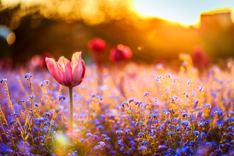 tulip, field, flowers, red, pink, sunset, 1080P