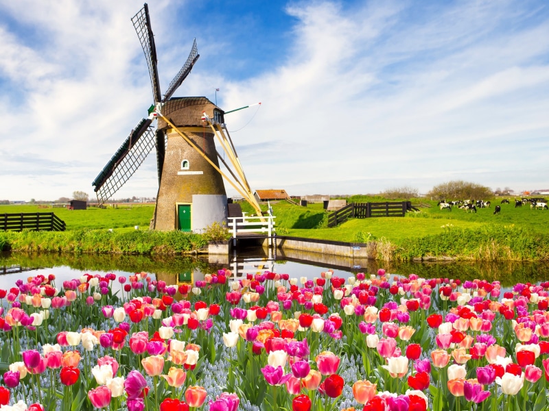 Red, Flowers, White, Spring, 2K, Tulips, Windmill, Fields