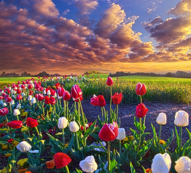 springtime, environment, no people, flowering plant, field, landscape, petal, white, poppy, tranquil scene, tulips, plant, outdoors, vulnerability, growth