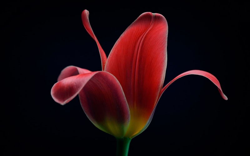 Flower, Macro, Tulip, Black, Background, Red, 2K