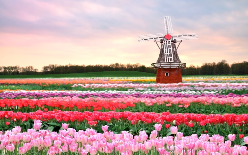 nature, netherlands, flowering plant, rural Scene, pink, grass, sunset, green Color, cloud - Sky, scenics - nature, landscaped, red, scenics, flowerbed