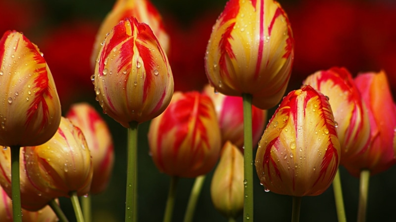 Red, Stripes, Yellow, Tulips, Flowers, 1080P