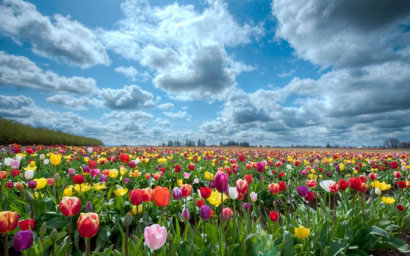 green Color, tulips, cloud - Sky, freshness, non-Urban Scene, vibrant Color, growth, sun, landscape, assorted, flowering plant, colors, netherlands, flower