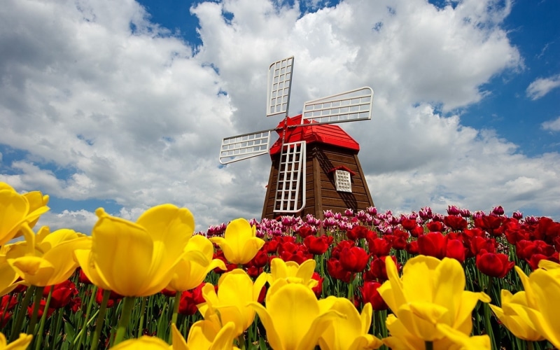 sky, petaled, nature, spring, yellow, 720P, field, colorful, windmill, clouds, brown, flowers, tulips, red