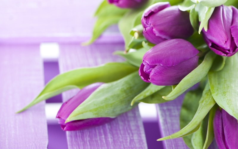 Flowers, 2K, Purple, Bouquet, Tulips