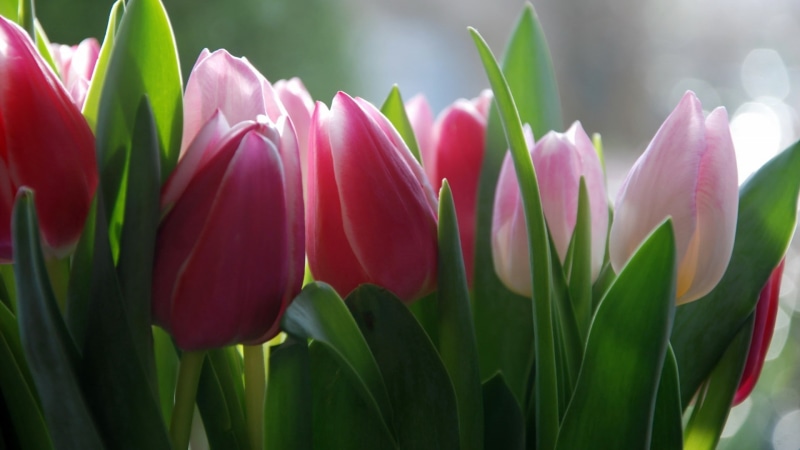 background, tulips, tulip, pink, flower, lot, background images, images, 1080P