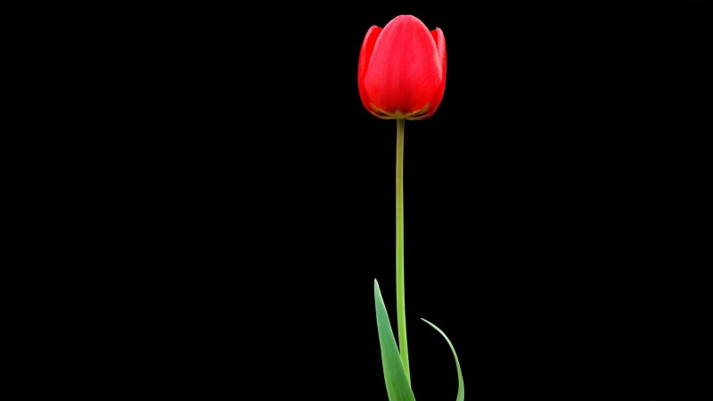 single Flower, close-up, red, freshness, no People, inflorescence, studio shot, tulip, 4K, stem, season, yellow, leaf, summer, pink Color, green Color