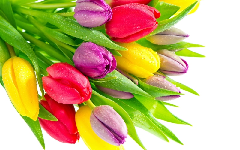 Flowers, 2K, pink, Purple, Droplets, Tulip, tulips, Yellow, Red, Water