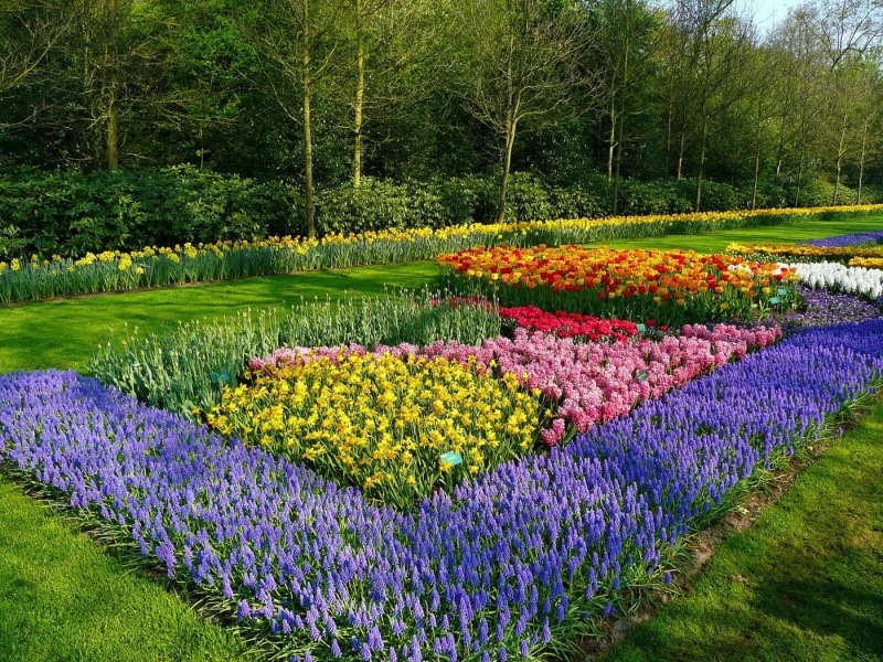 720P, land, landscaped, red, vibrant Color, rural Scene, day, petal, season, grass, pattern, europe, agriculture, tranquil scene, flowering plant, pink Color