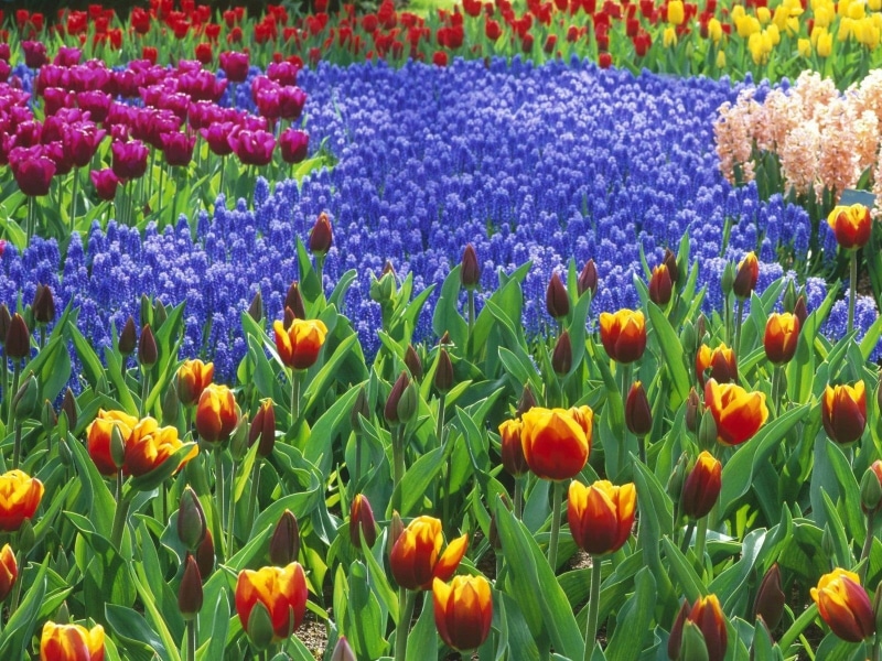 formal Garden, flowerbed, flowering plant, assorted, agriculture, beauty In Nature, flowers, garden, blossom, meadow, color, hyacinths, season, petal, dutch Culture