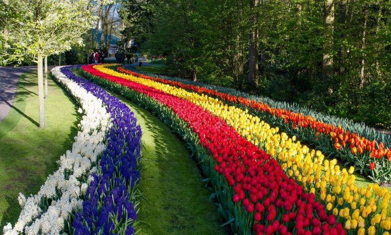multi colored, no people, tree, bed, 1080P, freshness, plant, nature, scenics - nature, tranquility, flowerbed, outdoors, land, garden, ornamental garden