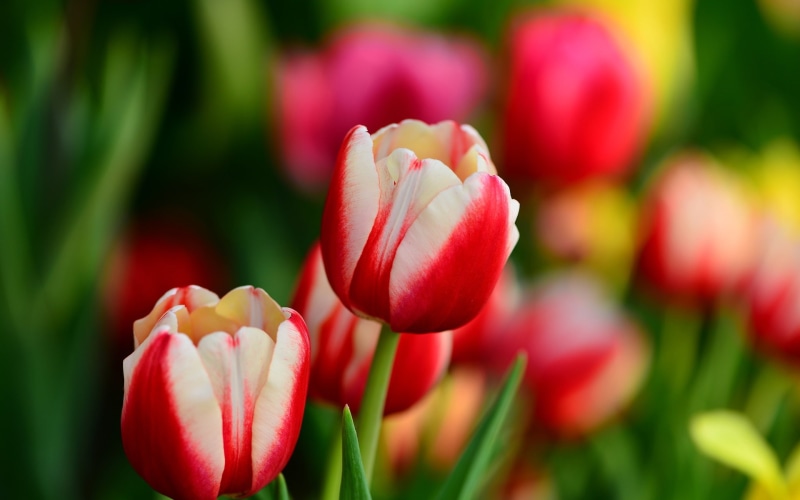 Red, Spring, 1080P, Tulip, Petals, Flowers, White