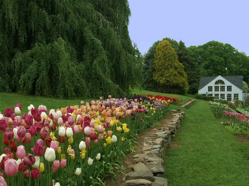 field, colors, beauty In Nature, vibrant Color, assorted, flowering plant, 720P, keukenhof Gardens, architecture, flowers, flower, red, pink Color, tree