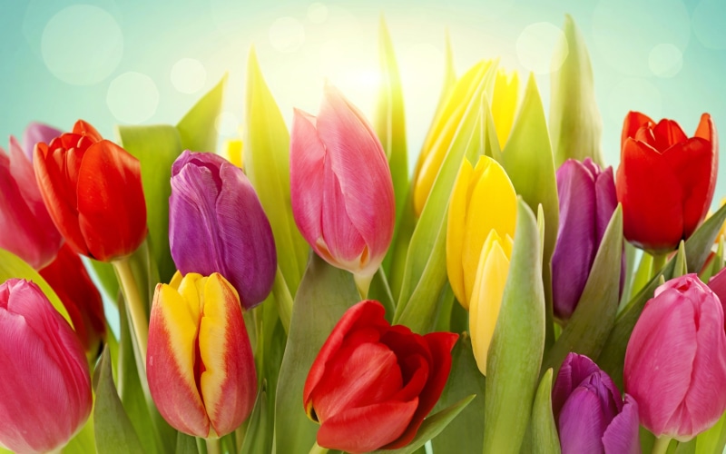Colors, Different, Tulip, Flowers, 2K