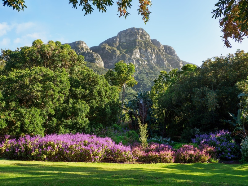 green color, mountain, grass, outdoors, 4K, table mountain, flora, hill, tourism, lavender, plant, blue, kirstenbosch botanical gardens, travel, no people
