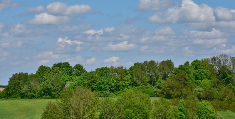 landscape, blue, meadow, rest, summer, idyllic, pine woodland, no people, sunlight, panorama, environment, green color, arable, skies, agricultural, non-urban scene