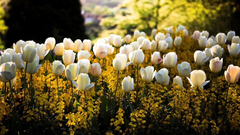 White, Park, Tulip, Spring, Flowers, 1080P