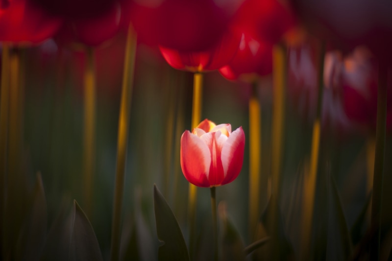 valentines day - holiday, flower head, tulips, plant stem, tulip, fragility, focus on foreground, pink color, red, macro, growth, close-up, inflorescence