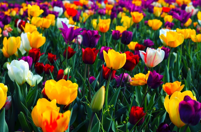 vulnerability, freshness, no people, petal, 2K, Park, plant, Yellow, close-up, Contrast, full frame, flower head, day, assorted, Purple, colorful, fragility
