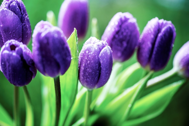 tulip, tulips, beauty in nature, nature, flower, close-up, leaf, green color, flower head, petal, purple flowers, flowering plant, flowers, 2K, fragility