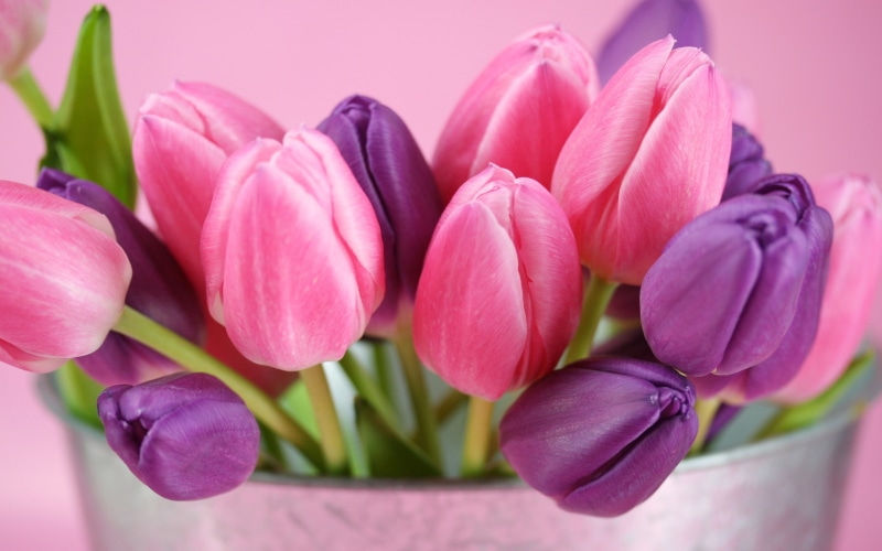 2K, Tulip, Purple, flowers, tulips, Pink, Flower