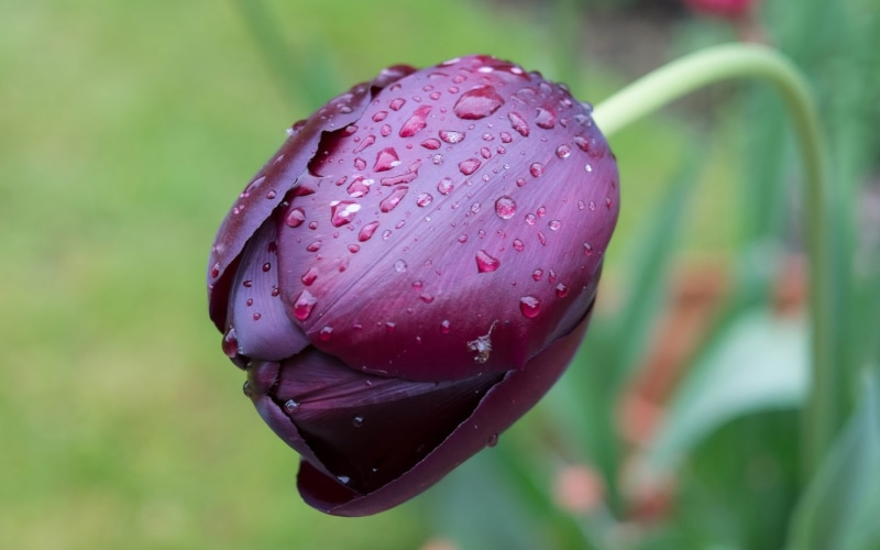 Drops, Tulip, One, 2K, Water, Flower, Macro, Purple