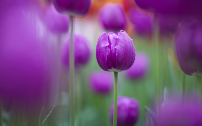 hd, purple, flowers, 1080P, tulips