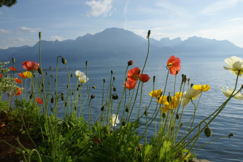 fresh, floral, bright, water, color, romantic, landscape, vulnerability, bloom, flowering plant, outdoors, fragility, tranquility, leaves, gardening, nature