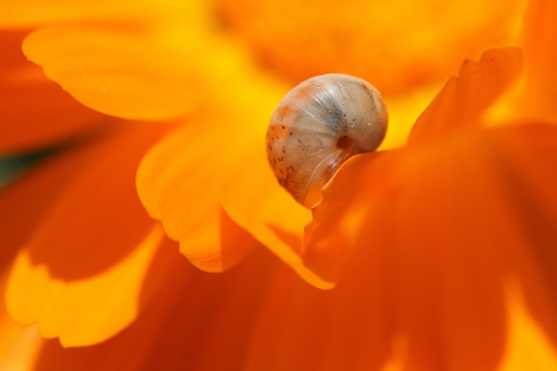 light, crop, snail, flower, photography, close-up, bright, jenny, nature, sunlit, pollen, translucent, spain, plant, yellow, macro, orange, orange  flower