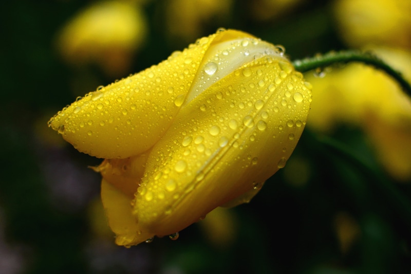 Photo, Nikon  D5100, Sweet  Lovely, Cool, close-up, petal, Color  Yellow, summer, Beautiful, Bokeh, Tulip, Aoba Ward, Photograph, yellow, Flower, 4K, water droplets