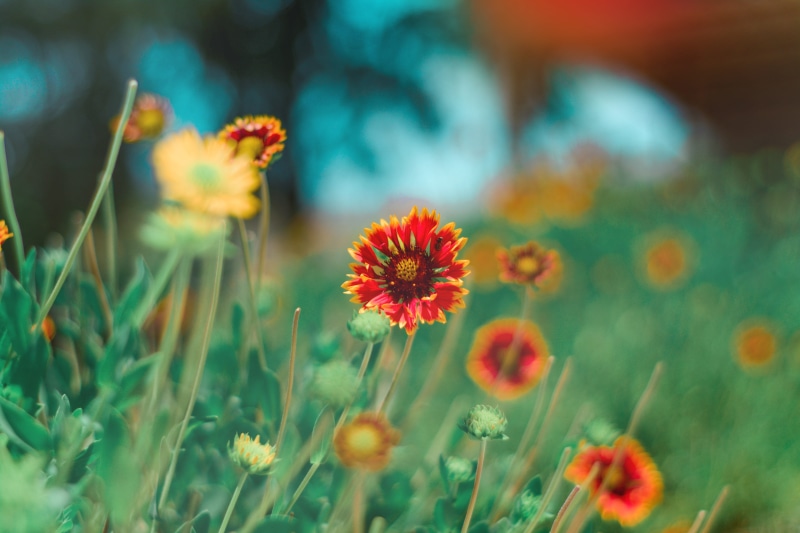 bright, bloom, vulnerability, daisy, yellow, focus, beautiful, trees, orange, 5K, no people, inflorescence, blur, red, selective, blurred background, land