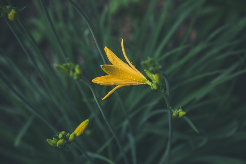 leaf, drops of water, petals, grass, selective focus, plants, freshness, flower, growth, wet, dew, color, green, springtime, petal, fragility, plant part