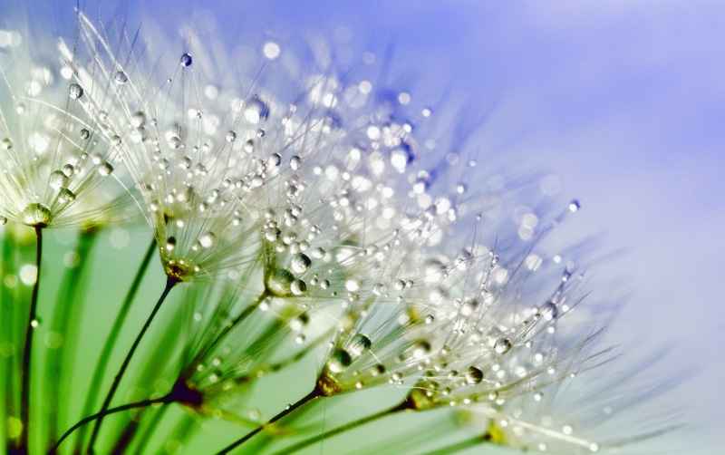 water, nature, uncultivated, green color, close-up, soft, sun, droplets, growth, light, outdoors, environment, springtime, dew, freshness, brightly lit