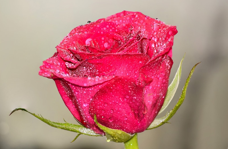 details, harmony, macro photography, Artistic, dewdrop, close-up, fresh flower, season, photography, plant, morning, lands, magnification, garden flowers