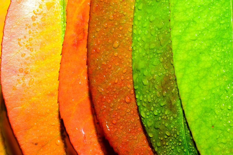 Abstract, england, foliage, flora, morning, healthy eating, macro, Artistic, Arty, vibrant, leaf, food, closeup, still life, slice, green color, dom, close