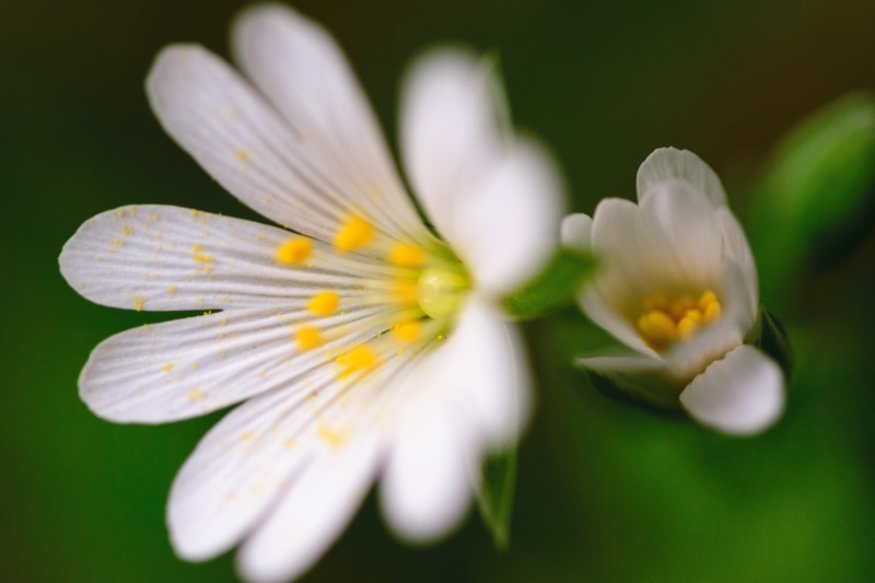 spring, small, nobody, botanical, growth, lifesize, springtime, white flower, outdoor, Abstract, green Color, sun, single Flower, details, white color