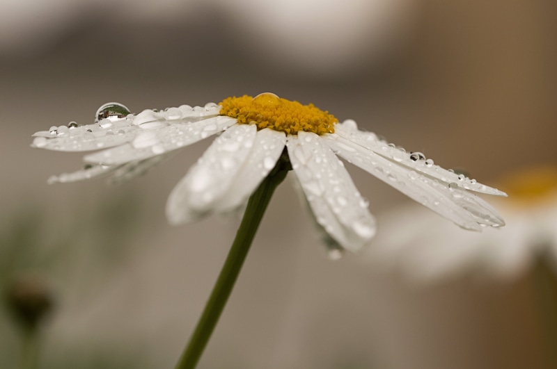 90mm, 5K, fotografía, season, focus, Tamron, photo, beauty In Nature, macro, downpour, petal, water, agua, plant, close, dew, springtime, daisy, nikon d3200