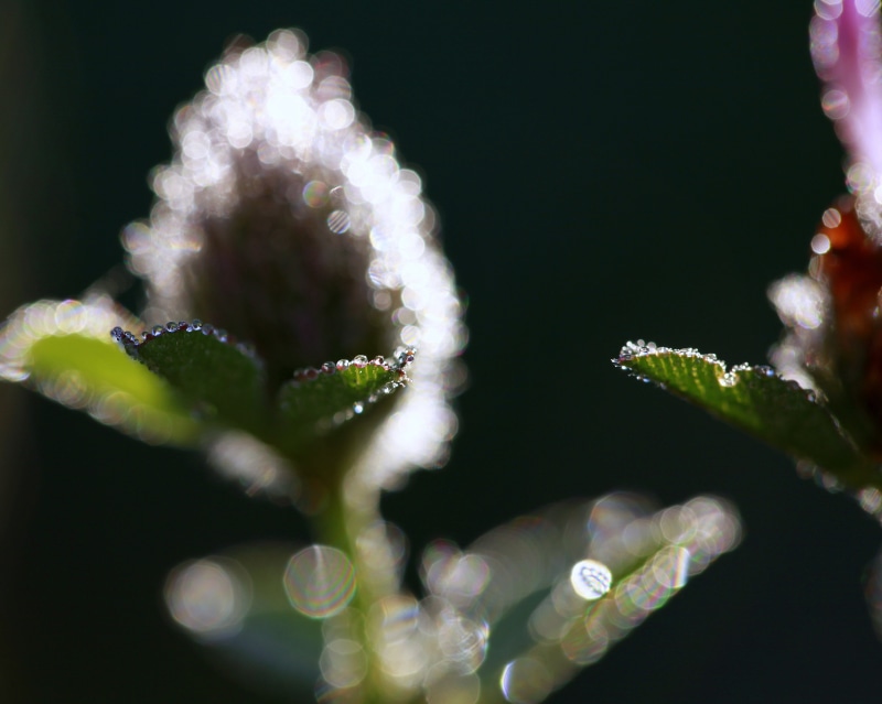 droplets, weeds, autumnal, shadows, wet, macro, flowers, water, nature, stem, 4K, focus, photography, sunlit, translucent, droplet, distortion, clover