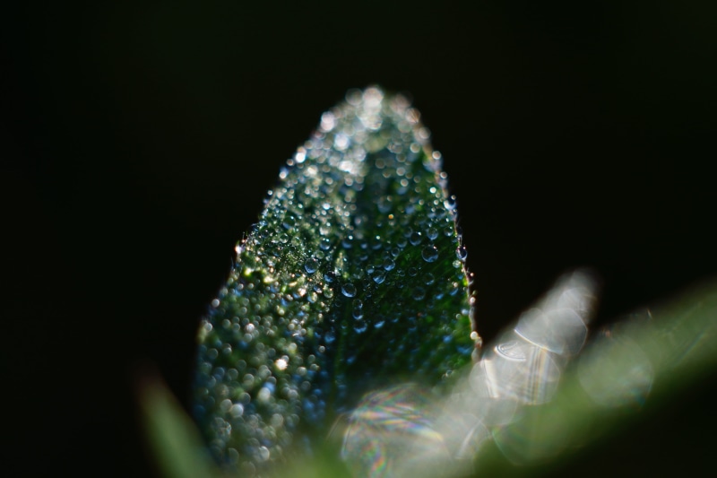leaf, green Color, 5K, beauty In Nature, black background, purity, shiny, backgrounds, photography, growth, wet, nature, small, copy space, no people