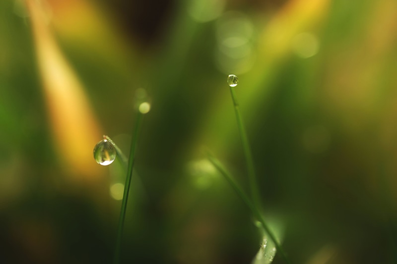 plant, environment, leaf, SCOTLAND, CANON, freshness, grass, rain, springtime, VERDI, nature, raindrop, GRASS  GREEN, macro photography, DARK, photography