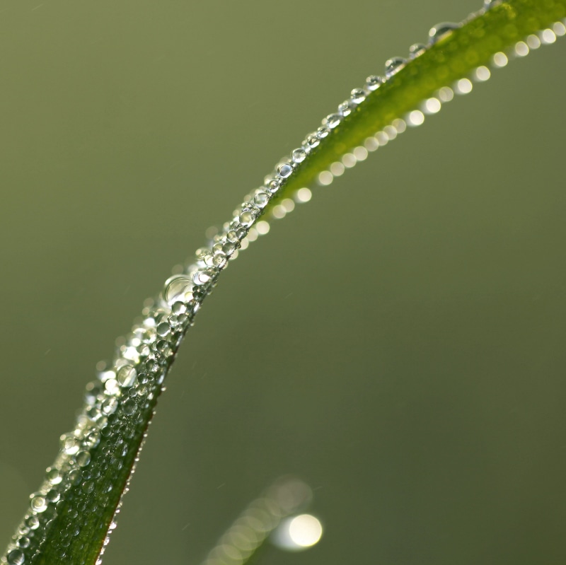 rain, grass, sphere, liquid, droplet, delicate, leave, nature, on leave, macro, twist, deliquescence, green Color, light, freshness, sunlit, water, distortion