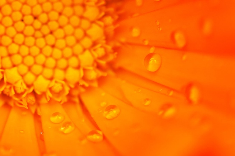 detail, research, wet, food and drink, freshness, water, ripe, flowering plant, nature, indoors, bright, flower, healthy eating, spring, daisy, bloom, beautiful