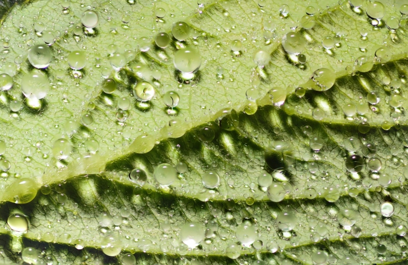 abstract, green color, kingdom, details, horticultural, Autumn, britain, focus, no people, light, hardy, bush, rain, cotswolds, day, raindrop, drop, forestry