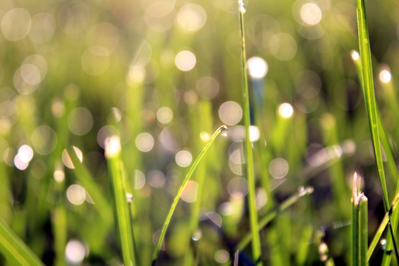 macro, drops, drop, close-up, photography, dew, meadow, reflection, morning, One in a Million, nature, Youre One, grass, sunlight, water  droplets, backgrounds