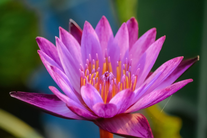 life, lotus water lily, fresh, beauty in nature, growth, bright, bubble, flowering plant, water, aqua, blue, pink color, sky, macro, splash, summer, flower head